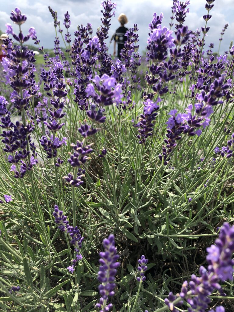 Enon Lavender Farm The Glorious Mundane