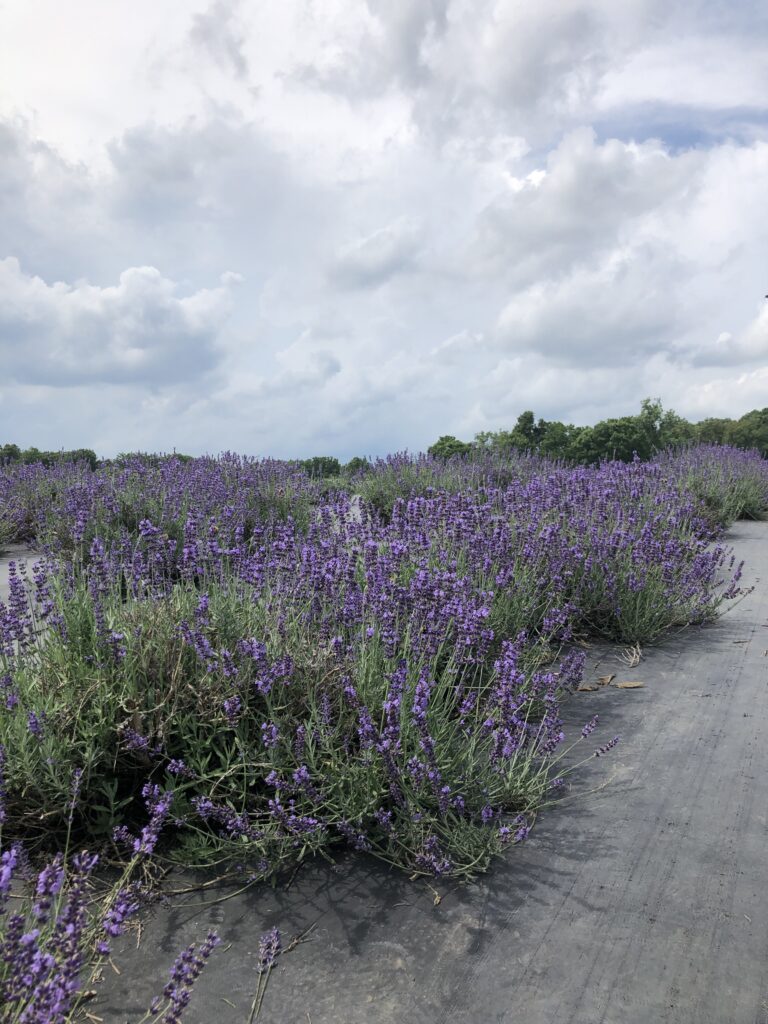 Enon Lavender Farm The Glorious Mundane