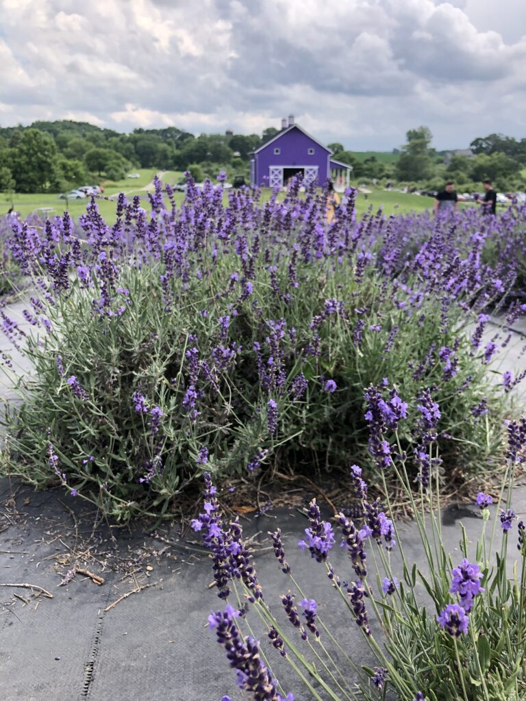 Enon Lavender Farm The Glorious Mundane