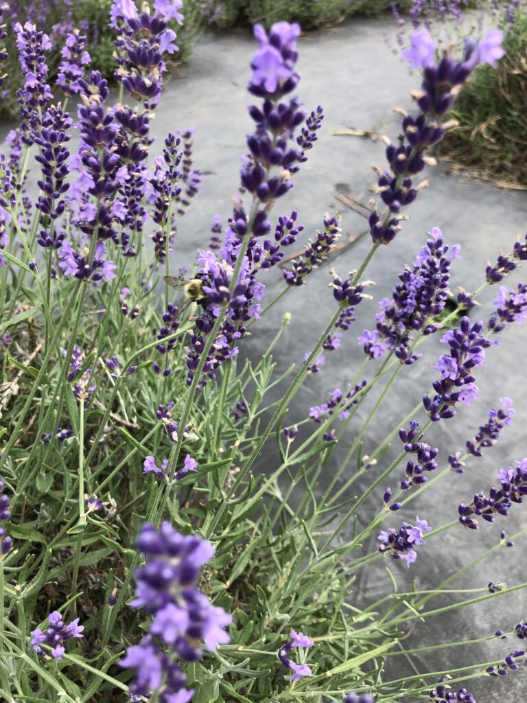 Enon Lavender Farm The Glorious Mundane