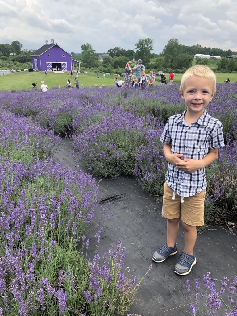 Enon Lavender Farm The Glorious Mundane